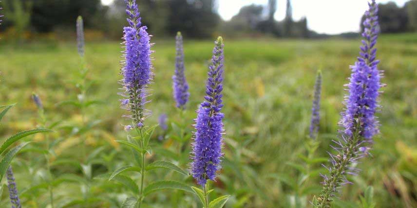 Les fleurs de Veronica spicata