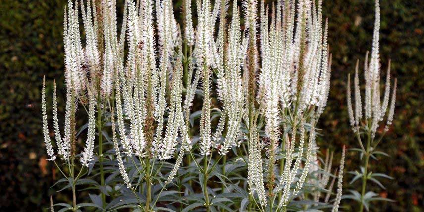 La floraison du Veronicastrum