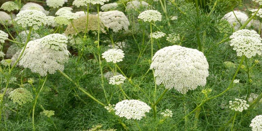 La floraison de l'Ammi visnaga