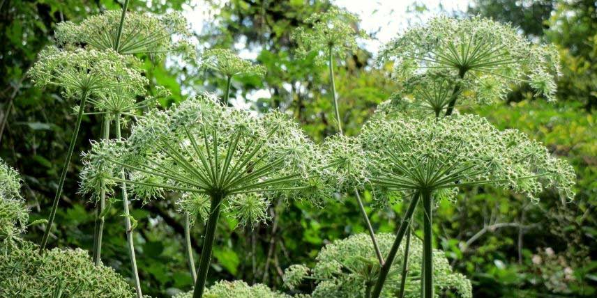 La floraison de l'Angélique