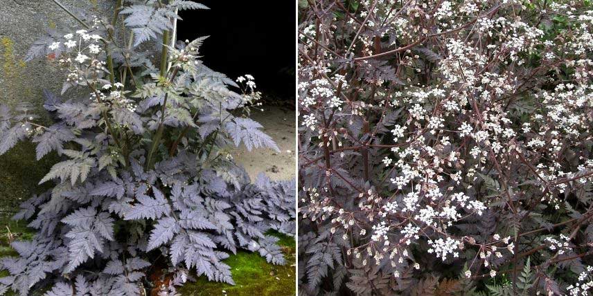 Les feuilles et fleurs du Cerfeuil sauvage