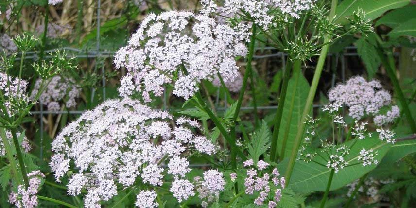 La floraison du Cerfeuil hirsute 