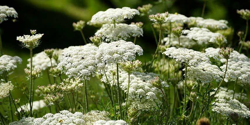 La floraison de la carotte