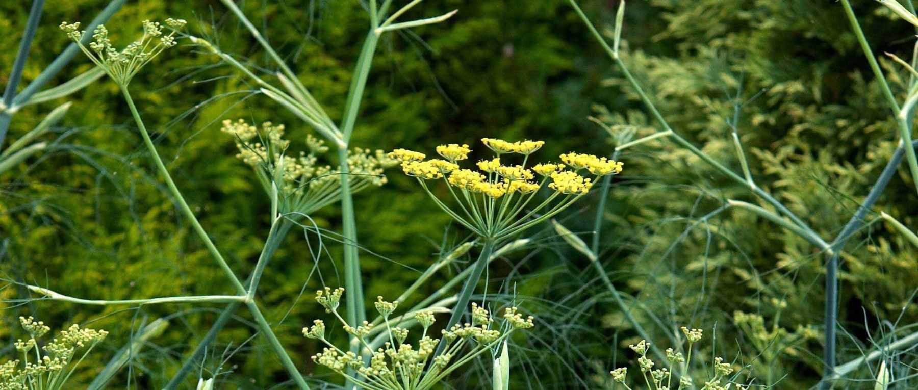 10 plantes à fleurs en ombelles : les plus belles variétés