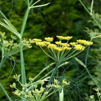 10 plantes à fleurs en ombelles : les plus belles variétés