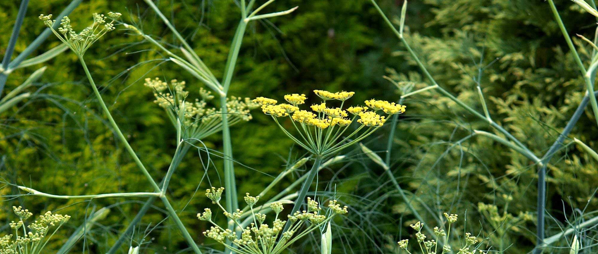 Fleurs en ombelles : les 10 plus belles variétés ! - Promesse de Fleurs