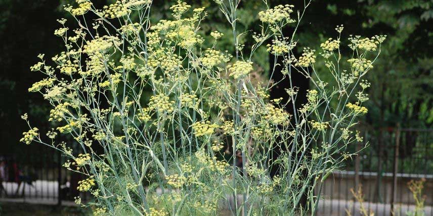 La floraison du Fenouil