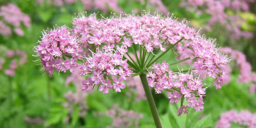 La floraison de la Pimpinelle 'Rosea'