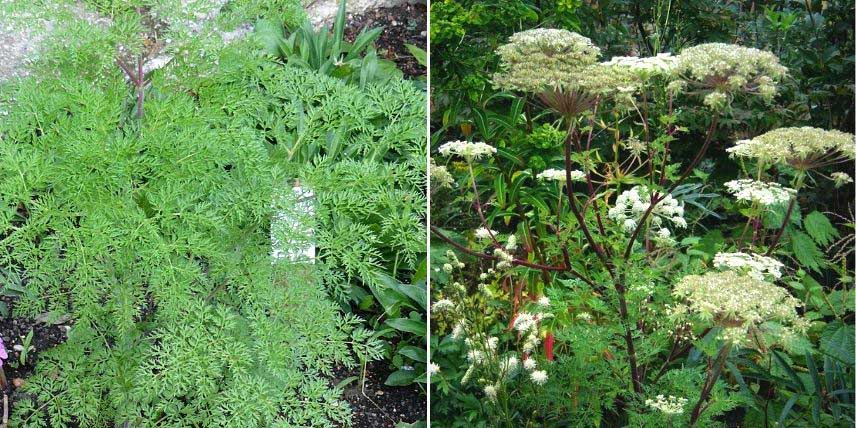 Les feuilles et fleurs du Selinum wallichianum