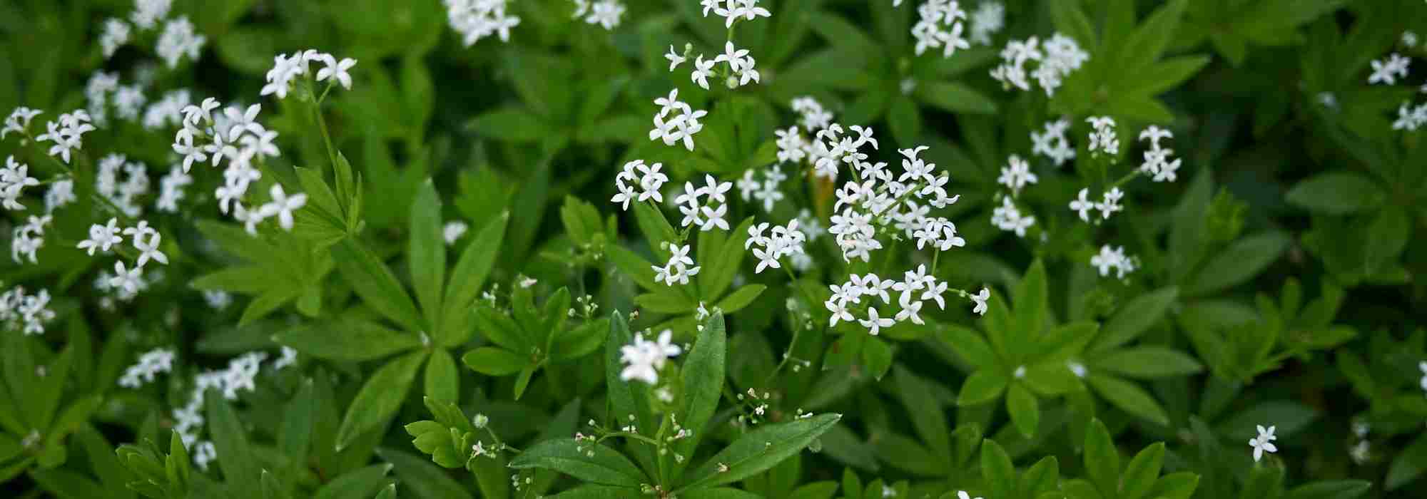 plantes anti adventices, couvre-sol ombre