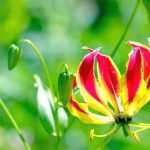 Gloriosa : Planter, cultiver et entretenir