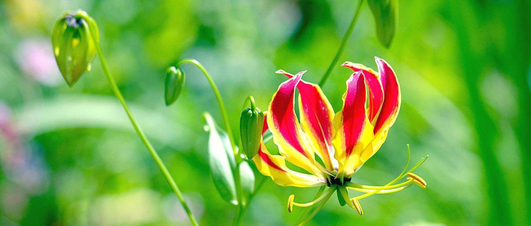 Créez une ambiance spectaculaire avec des plantes retombantes en balco