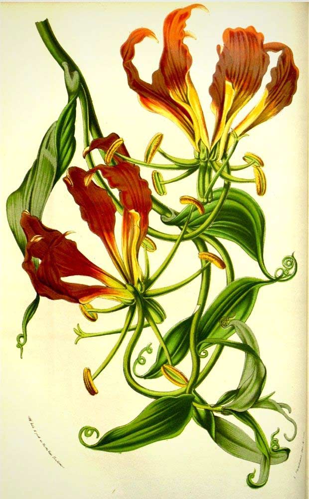 Planche botanique représentant le Lys de Malabar