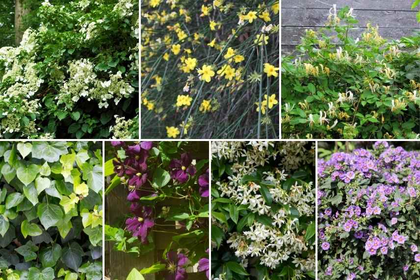 que planter dans un jardin déjà plein