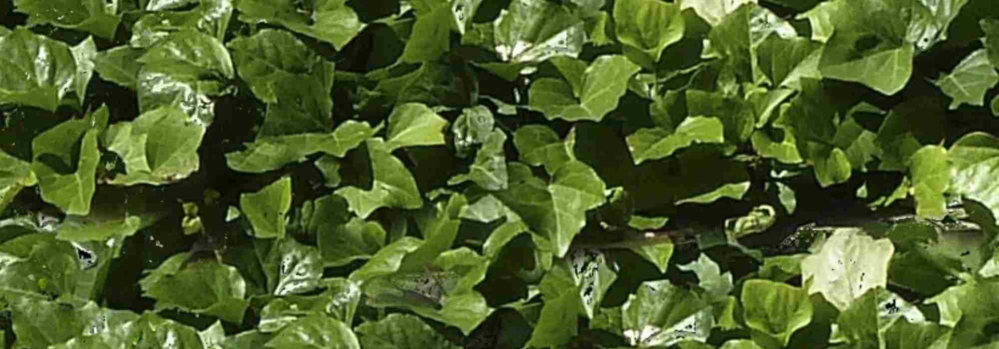 plantes anti adventices, Lierre couvre-sol