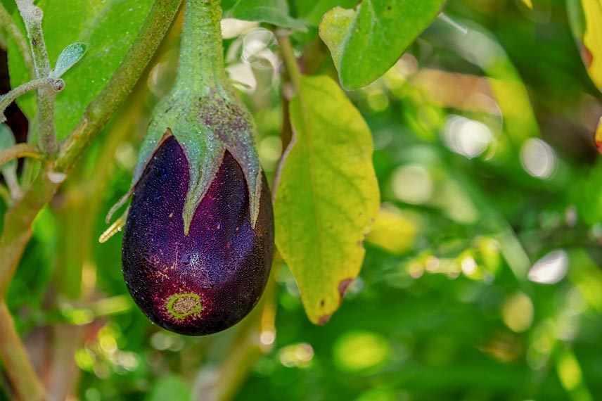 L’aubergine, le légume-fruit emblématique des régions méditerranéennes