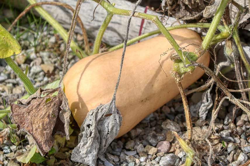 Les courges, le légume fruit star de l’automne