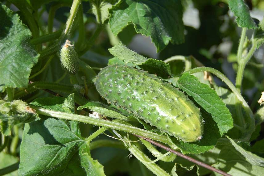 Le concombre, un légume fruit aux vertus rafraîchissantes