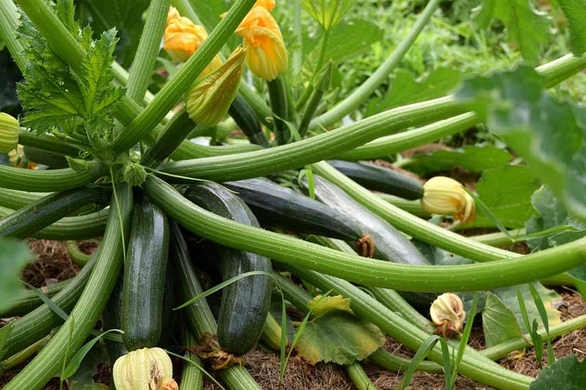 La courgette, un légume-fruit prisé de la cuisine méridionale