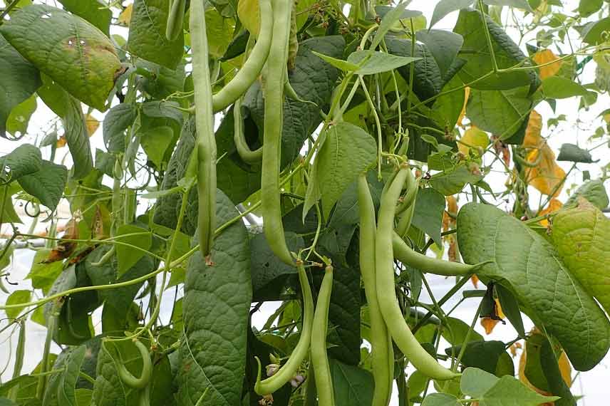 Le haricot, un légume fruit connu à travers le monde