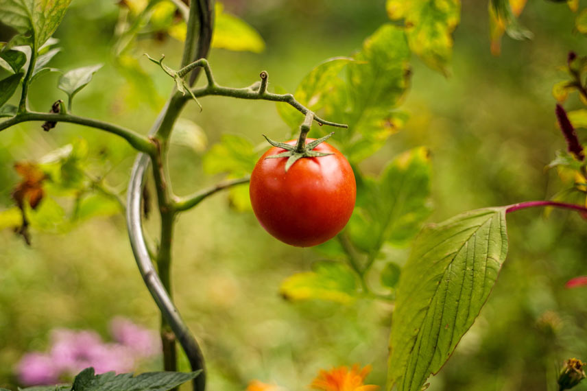 La tomate, le légume-fruit star de nos potagers d’été