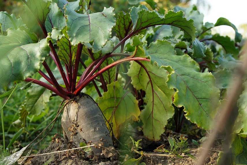 La betterave, le légume racine facile de culture