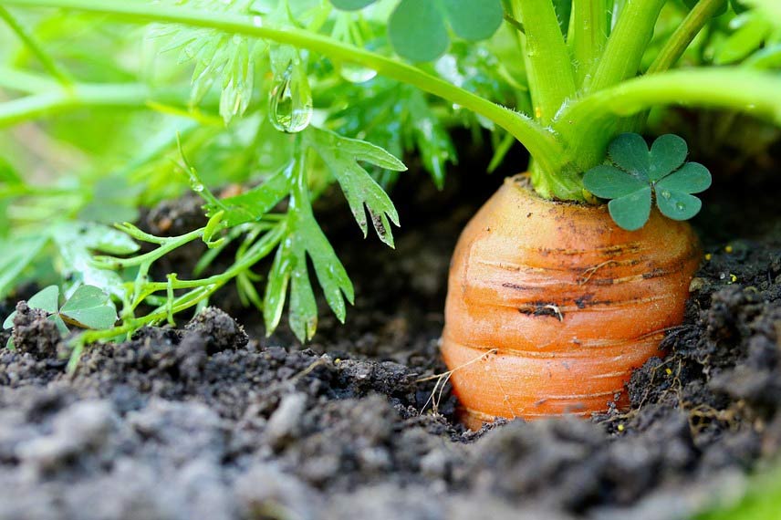 La carotte, un légume racine mondialement très cultivé