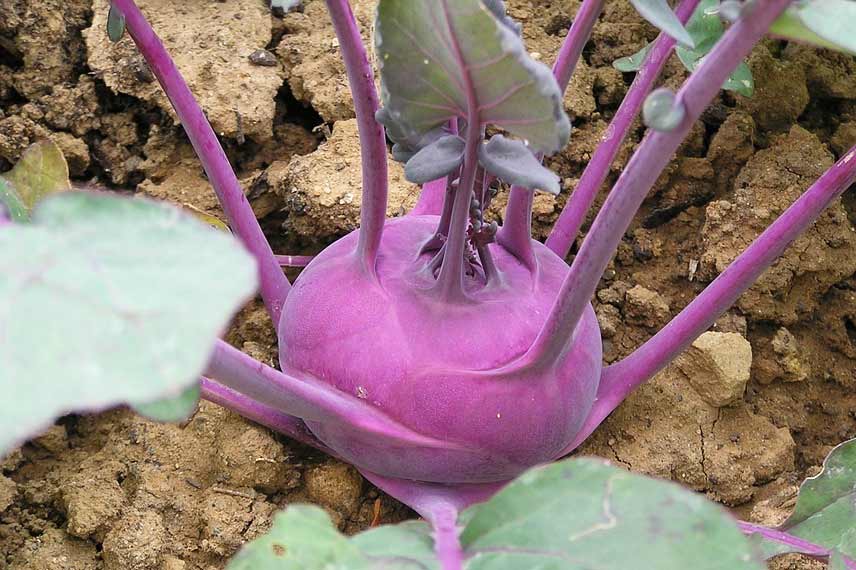 Le chou-rave, un légume racine qui mérite d’être mieux connu