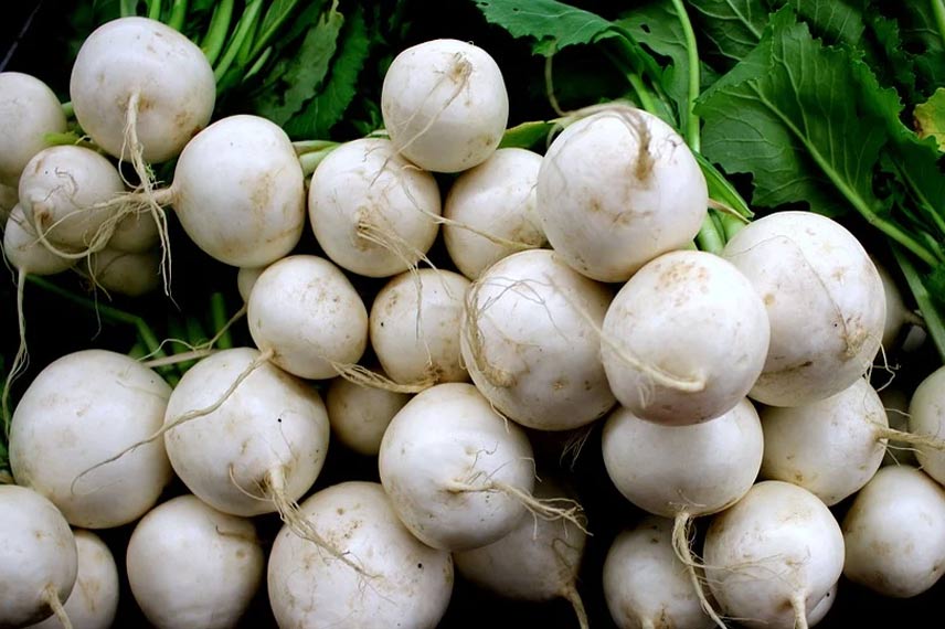 Le navet, un légume racine au goût très fin