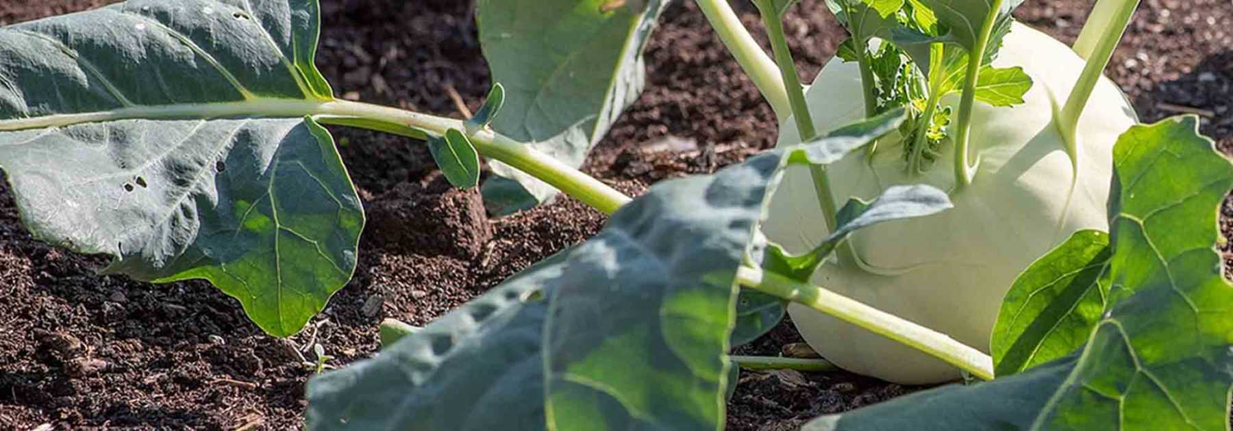 Légume racine : 7 variétés indispensables