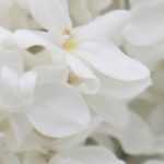 Lilas blanc : 5 variétés à fleurs blanches à adopter au jardin