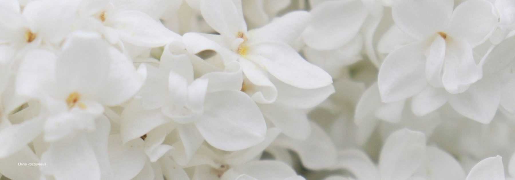 Lilas blanc : 5 variétés à fleurs blanches à adopter au jardin
