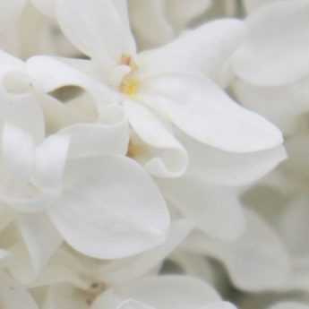 Lilas blanc : 5 variétés à fleurs blanches à adopter au jardin