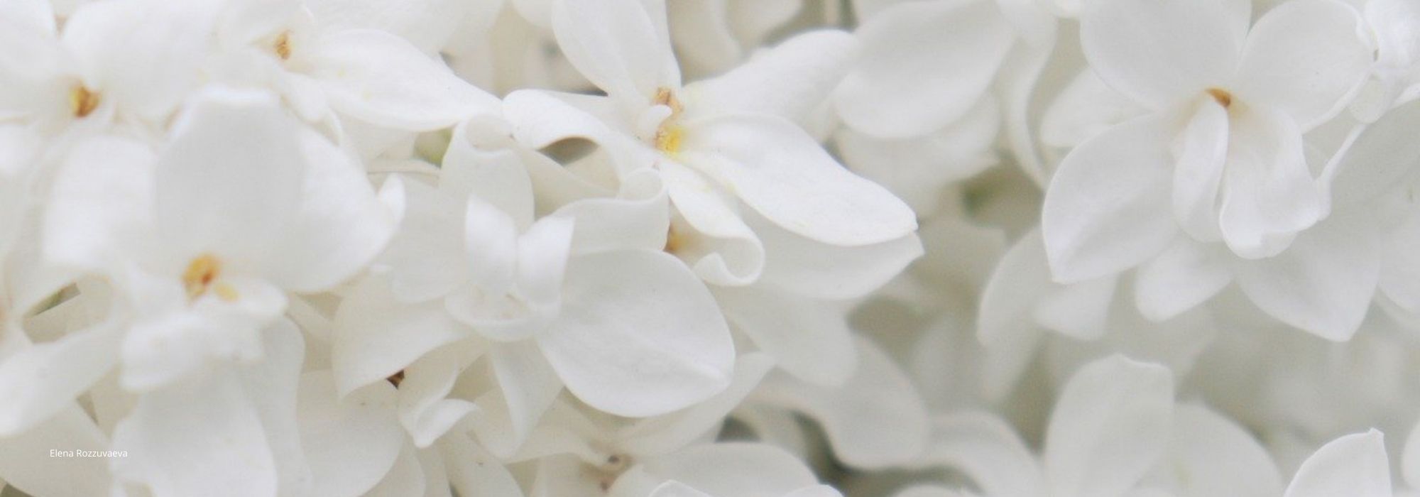 Lilas blanc : 5 variétés à adopter au jardin - Promesse de Fleurs