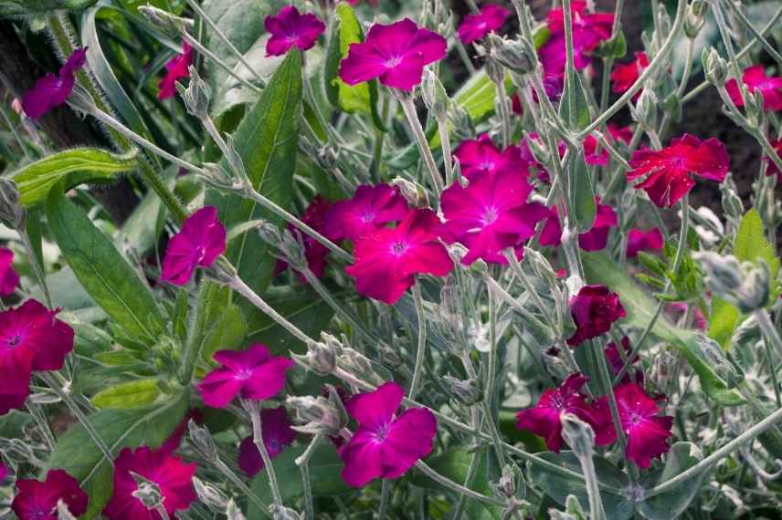 Vivaces bisannuelles fleuries jardin de curé, coquelourde