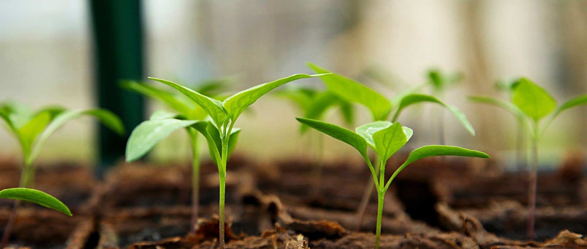 Comment fabriquer une mini serre de jardin ? - Gamm vert