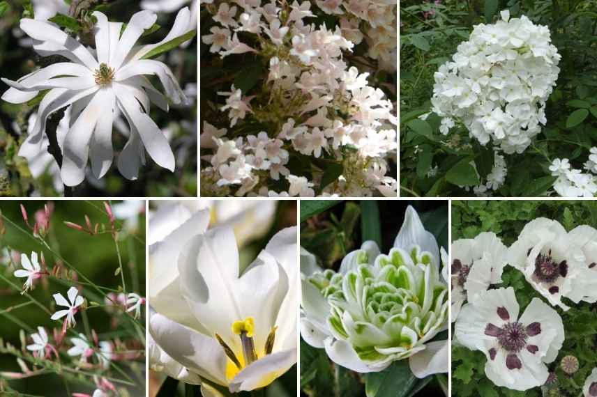 nuancier blanc, floraisons blanches