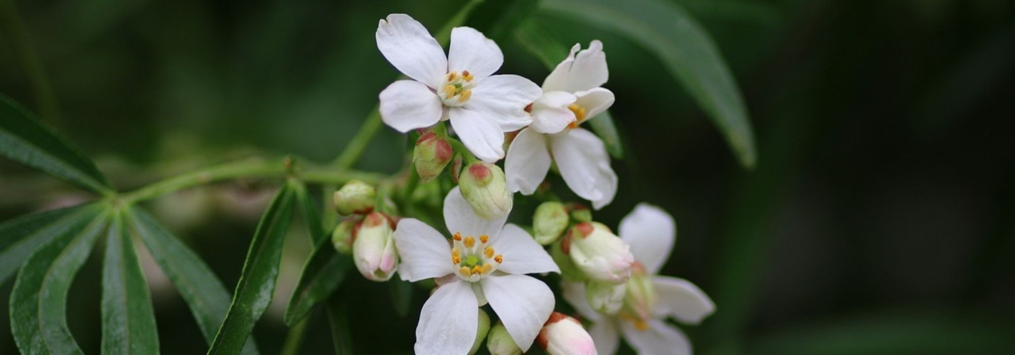 Oranger du Mexique : culture et floraison