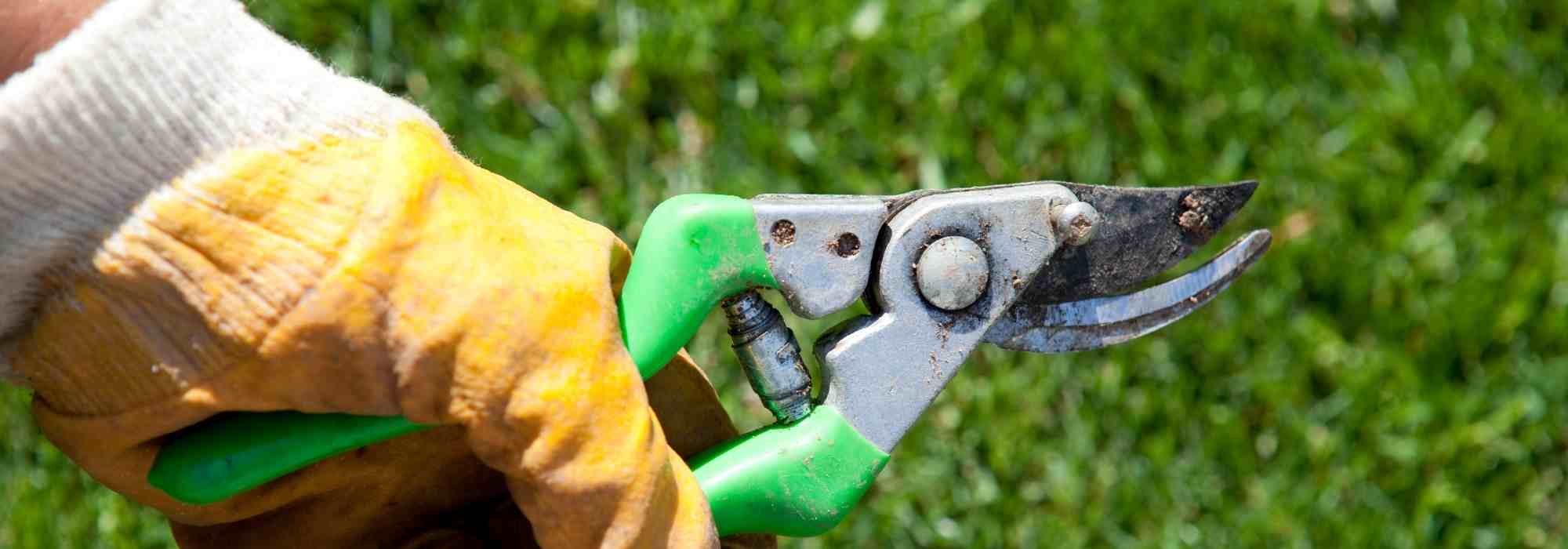 Sécateur de jardinier : Sécateurs BAHCO jardin - botanic®