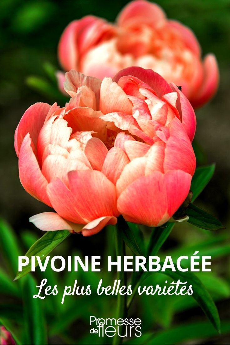 Les meilleures variétés de pivoines herbacées