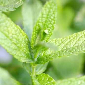 Comment faire une bouture de menthe ?