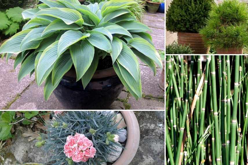 que planter dans un jardin déjà plein