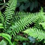 Polypodium : planter, cultiver et entretenir