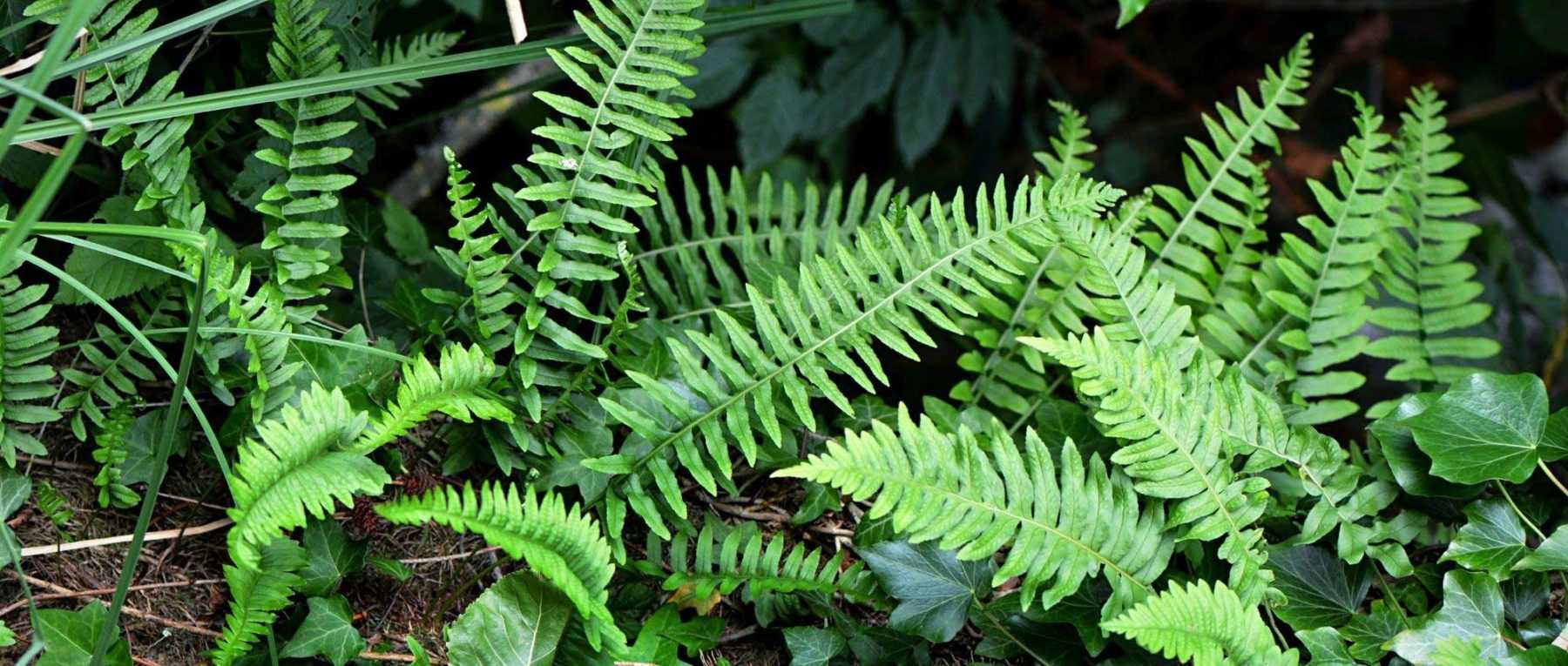 Polypodium : planter, cultiver et entretenir