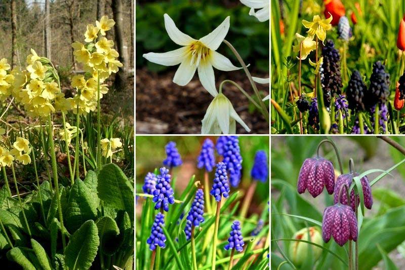 Inspiration pour associer la primevère élevée au jardin, dans une scène naturelle