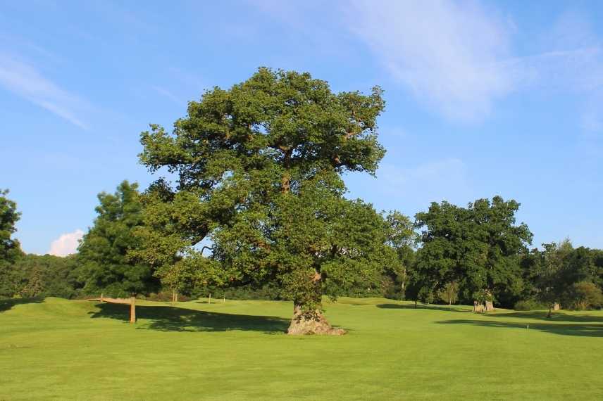 arbres d'ombrage