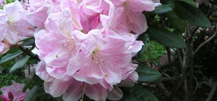 La floraison du rhododendron Inkarho 'Brigitte'