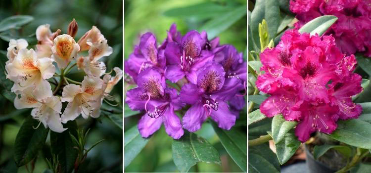 Les fleurs des rhododendrons 'Bernstein', 'Marcel Ménard' et 'Nova Zembla'