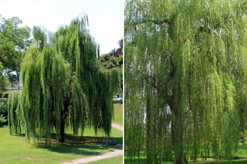 arbres d'ombrage, saule pleureur