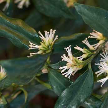 Sarcococca : 5 idées d'association